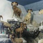 The Pierson Collection