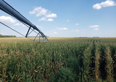 Holt County Cornfield